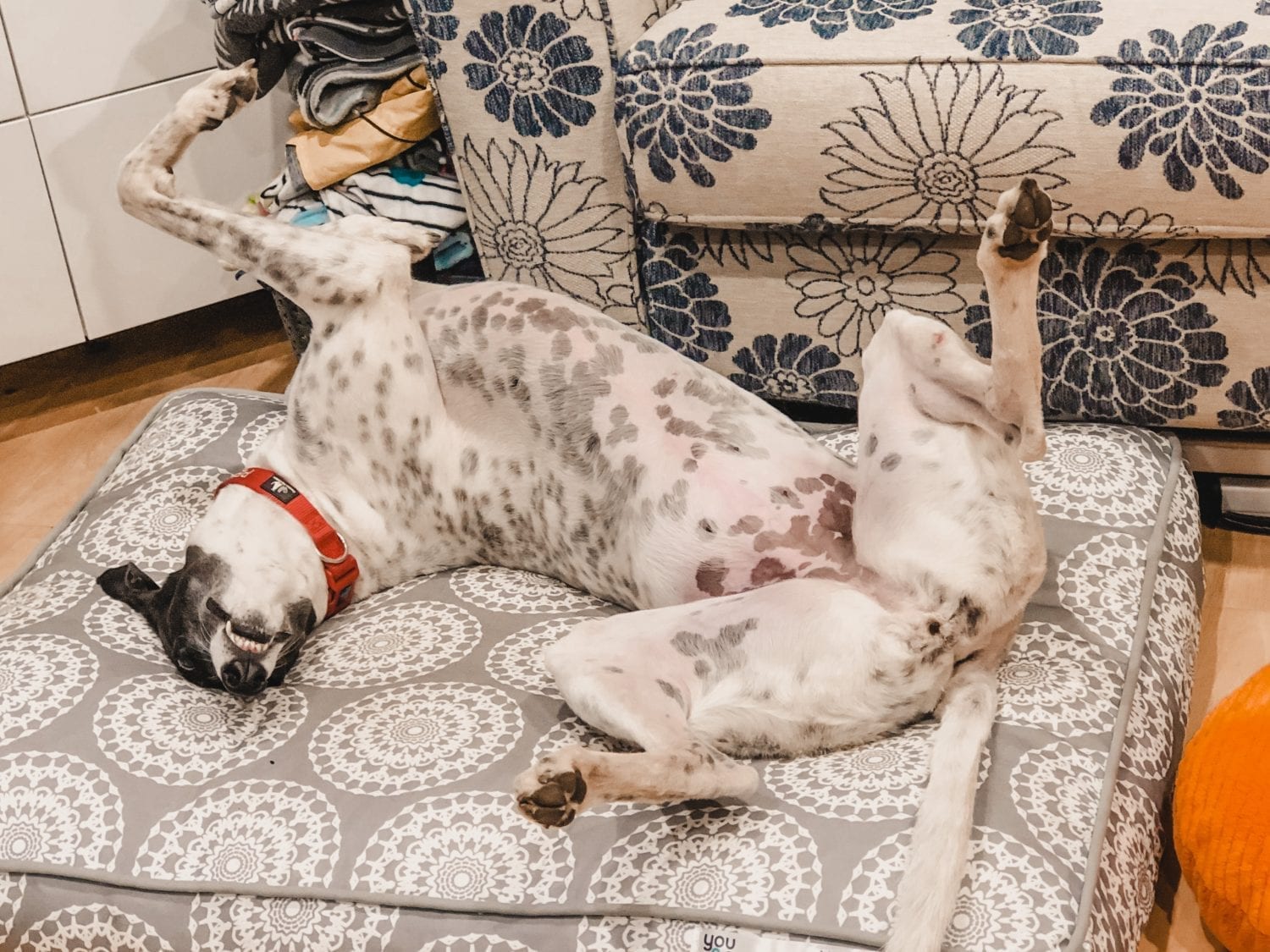 Greyhound lying upside down roaching