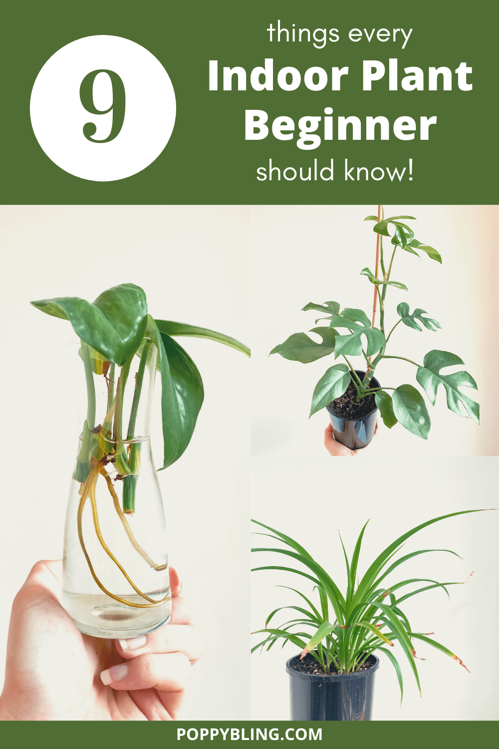 9 tips for indoor plant beginners