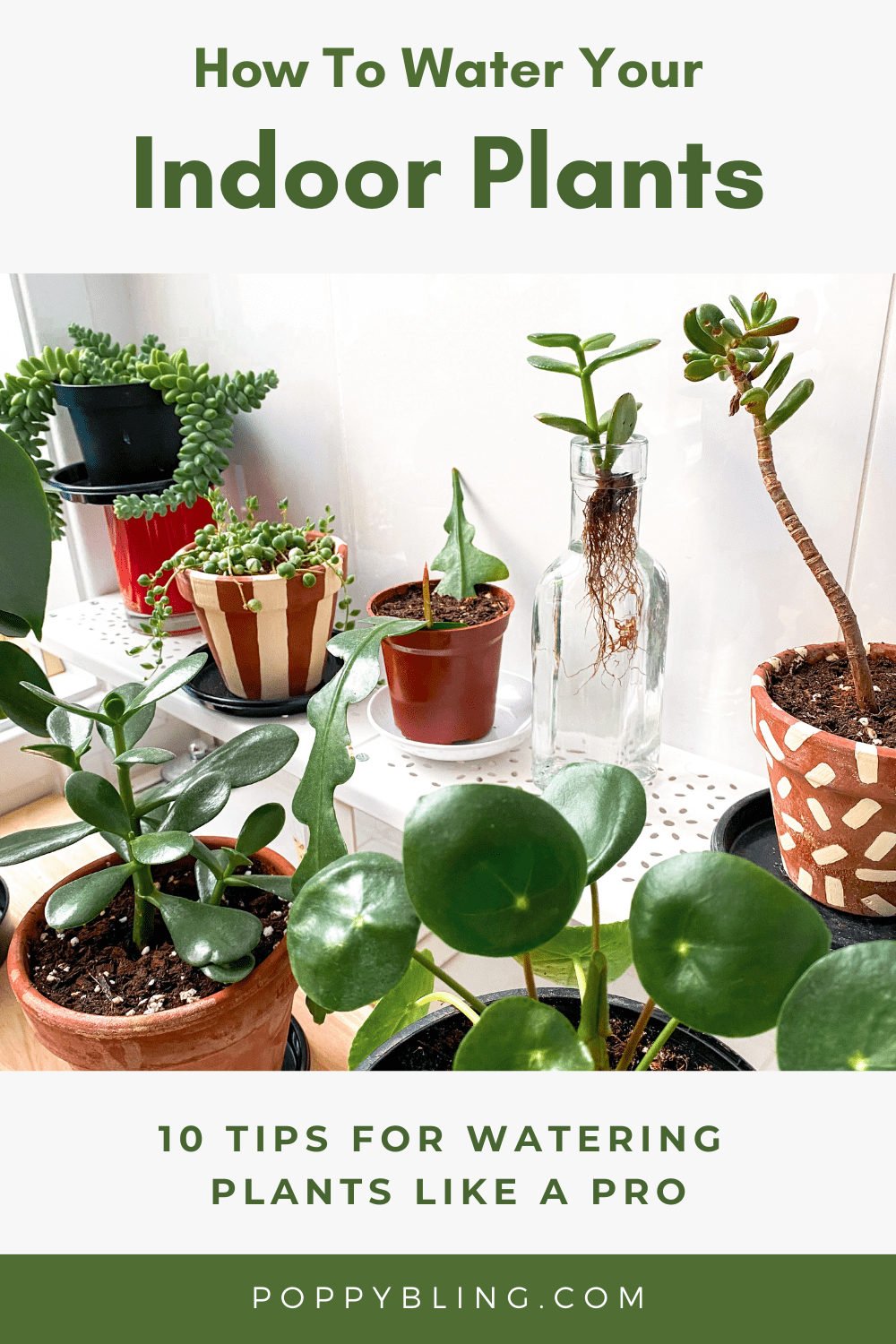 how to water indoor plants