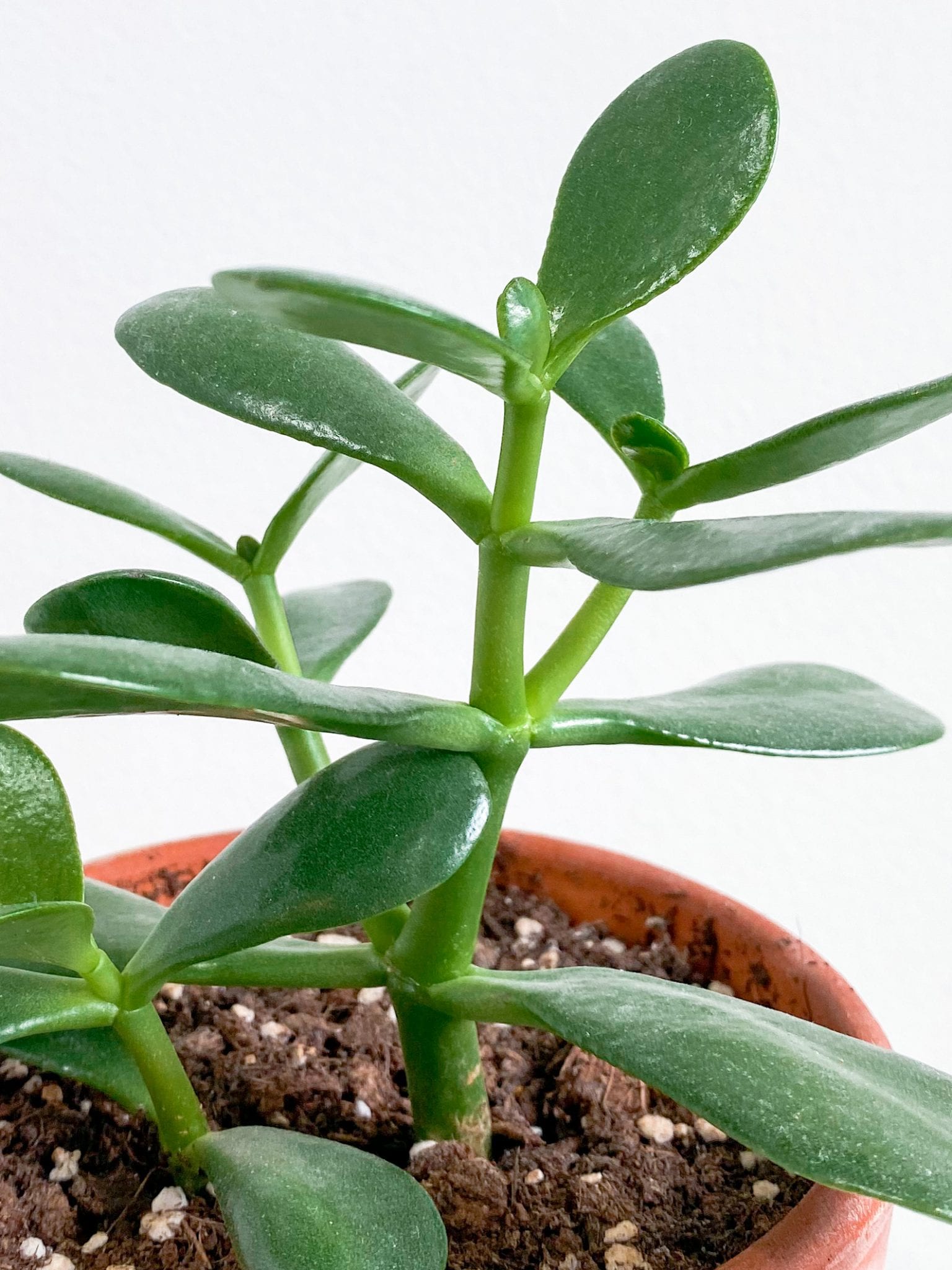 jade plant grow indoor plants water