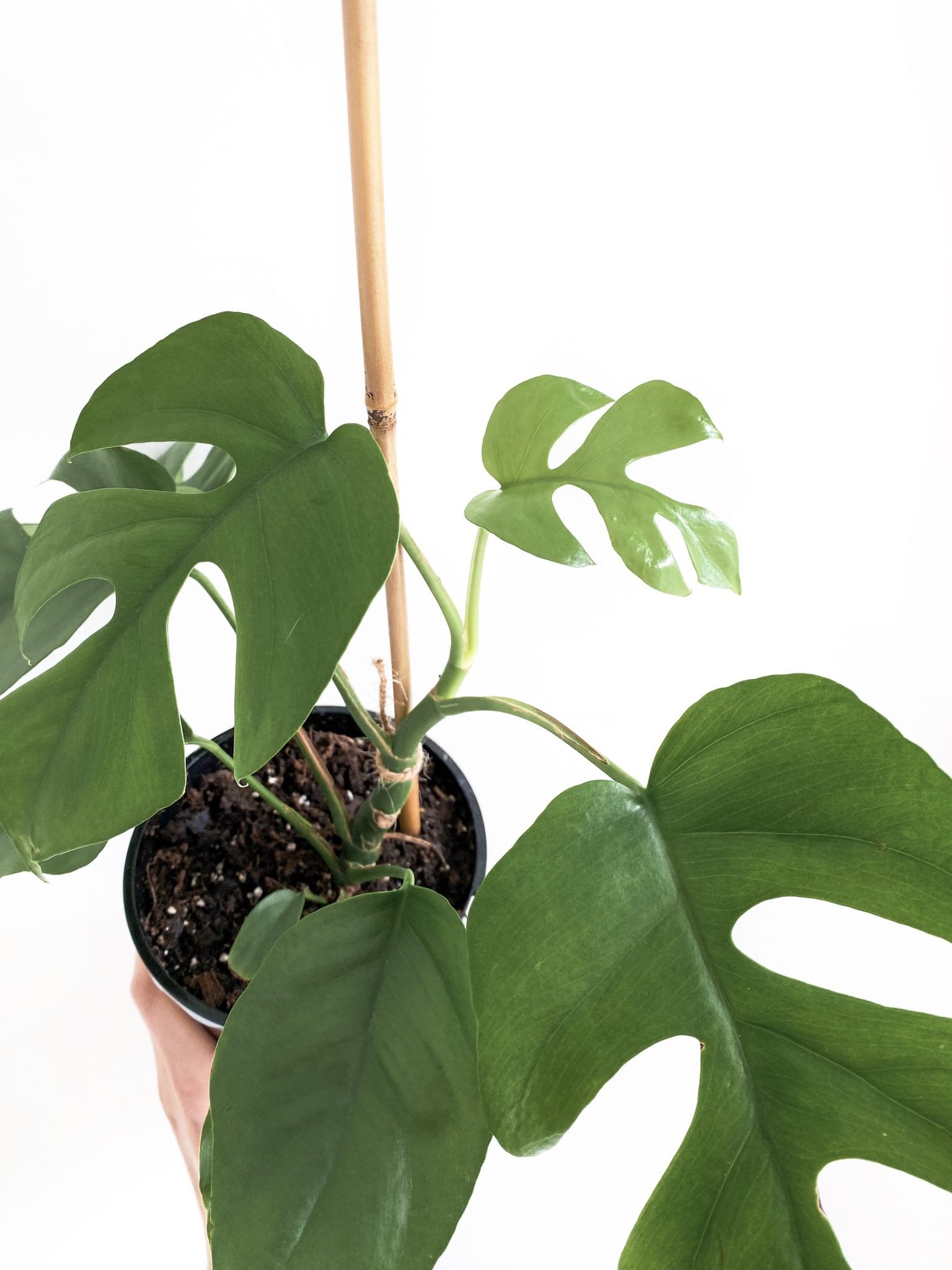 mini monstera houseplant beginner