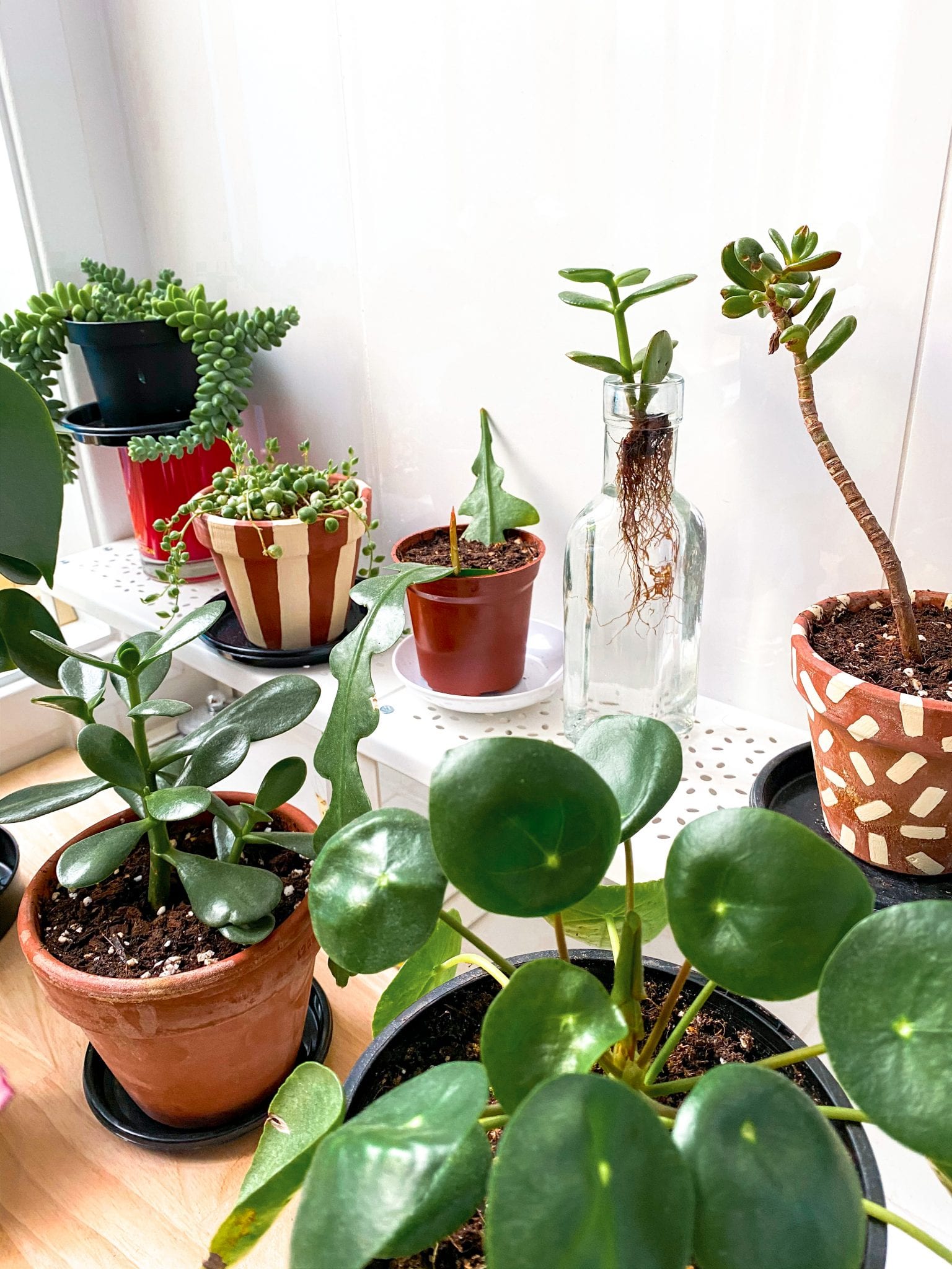 indoor plants tips beginner