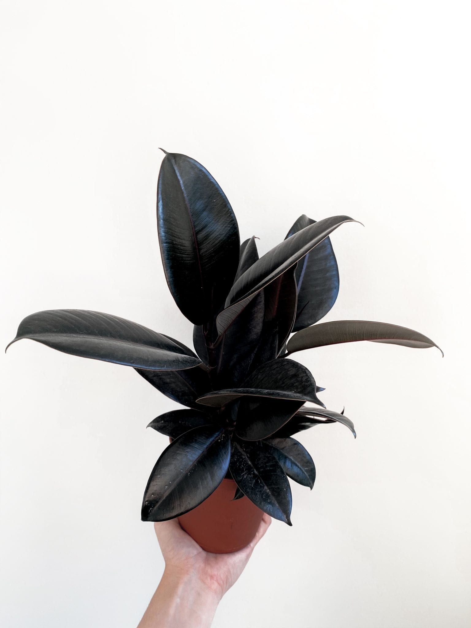 rubber plant black houseplant