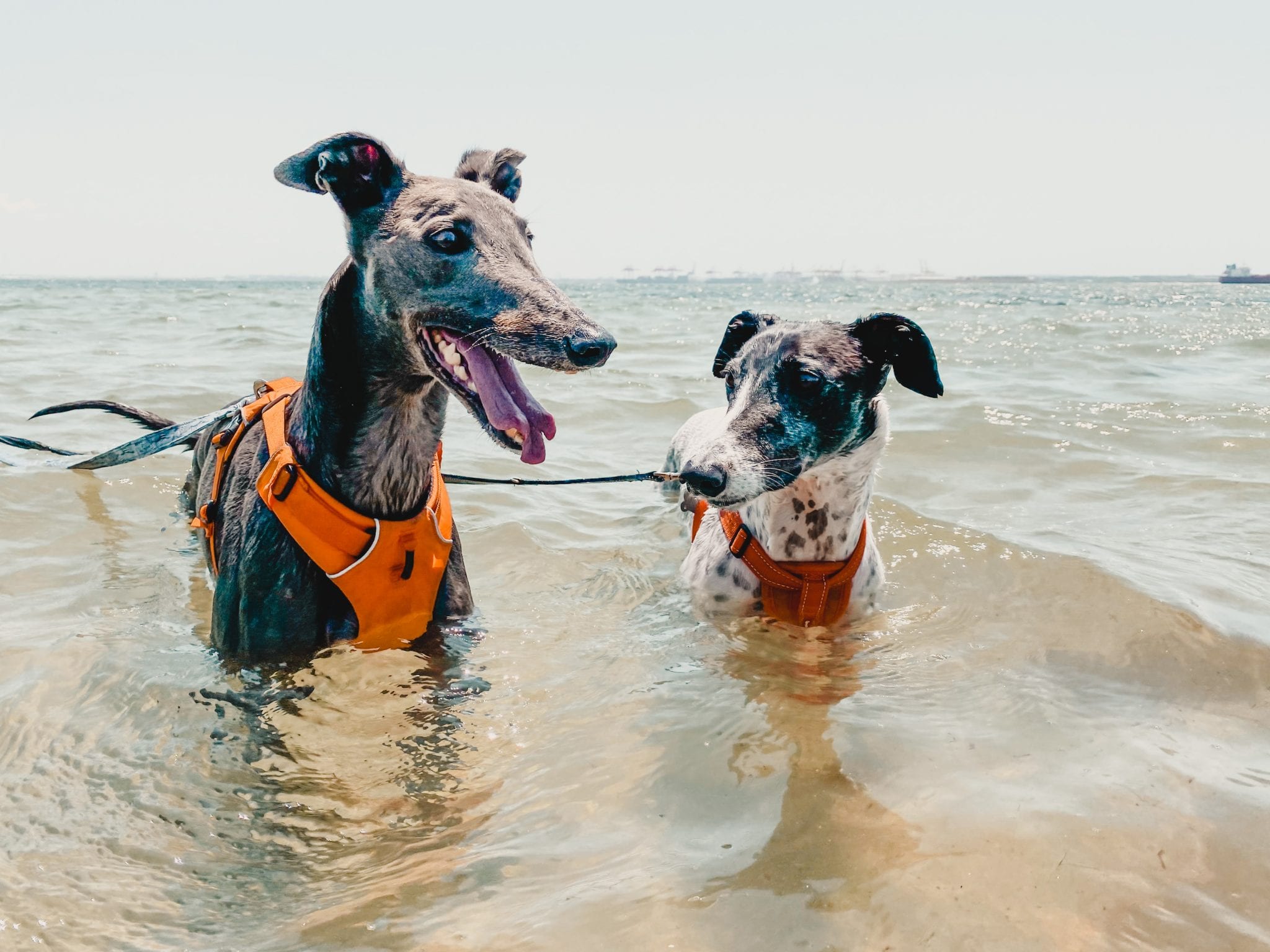 greyhounds as pets swimming at beach
