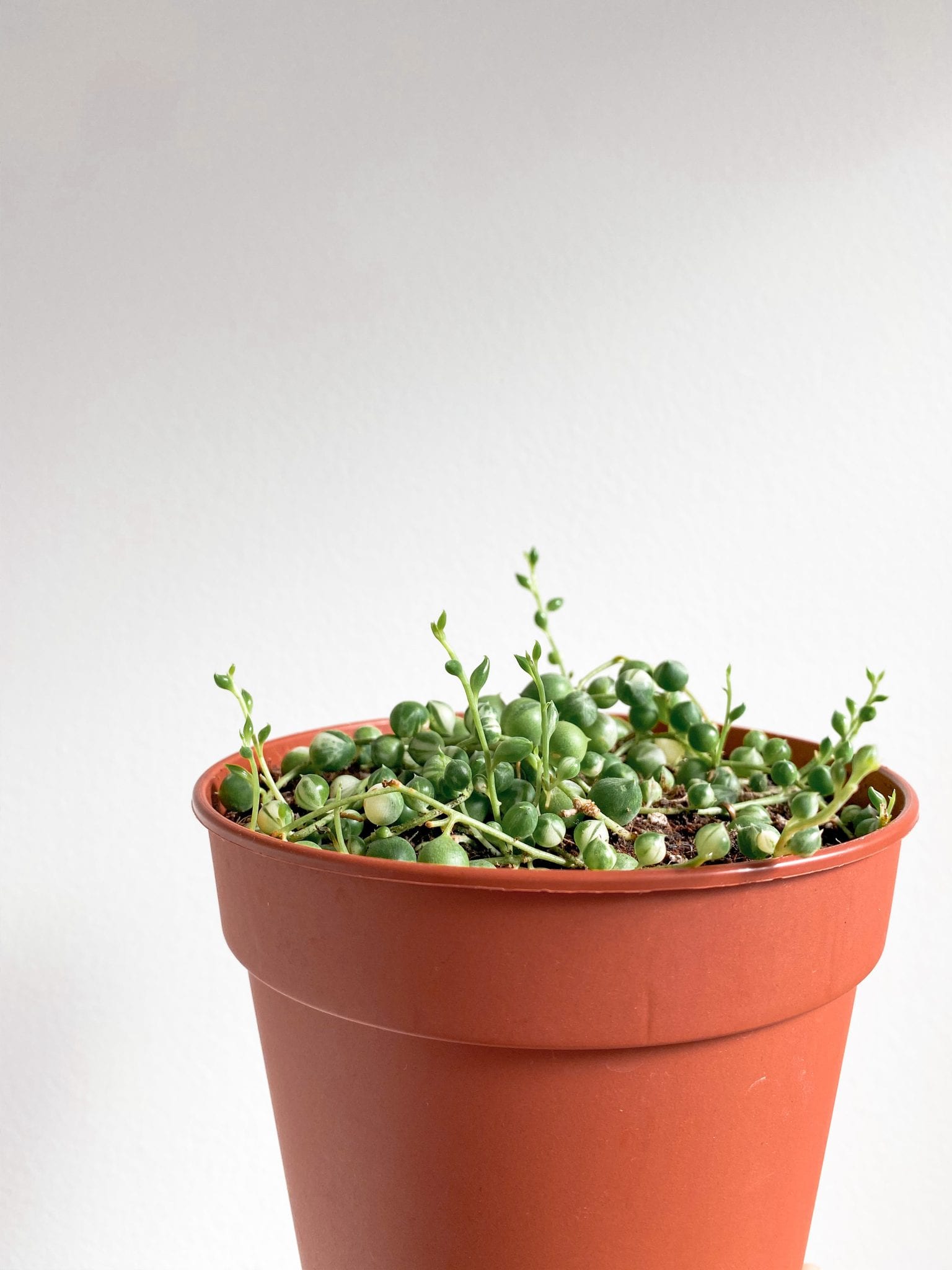string of pearls grow houseplant baby 
