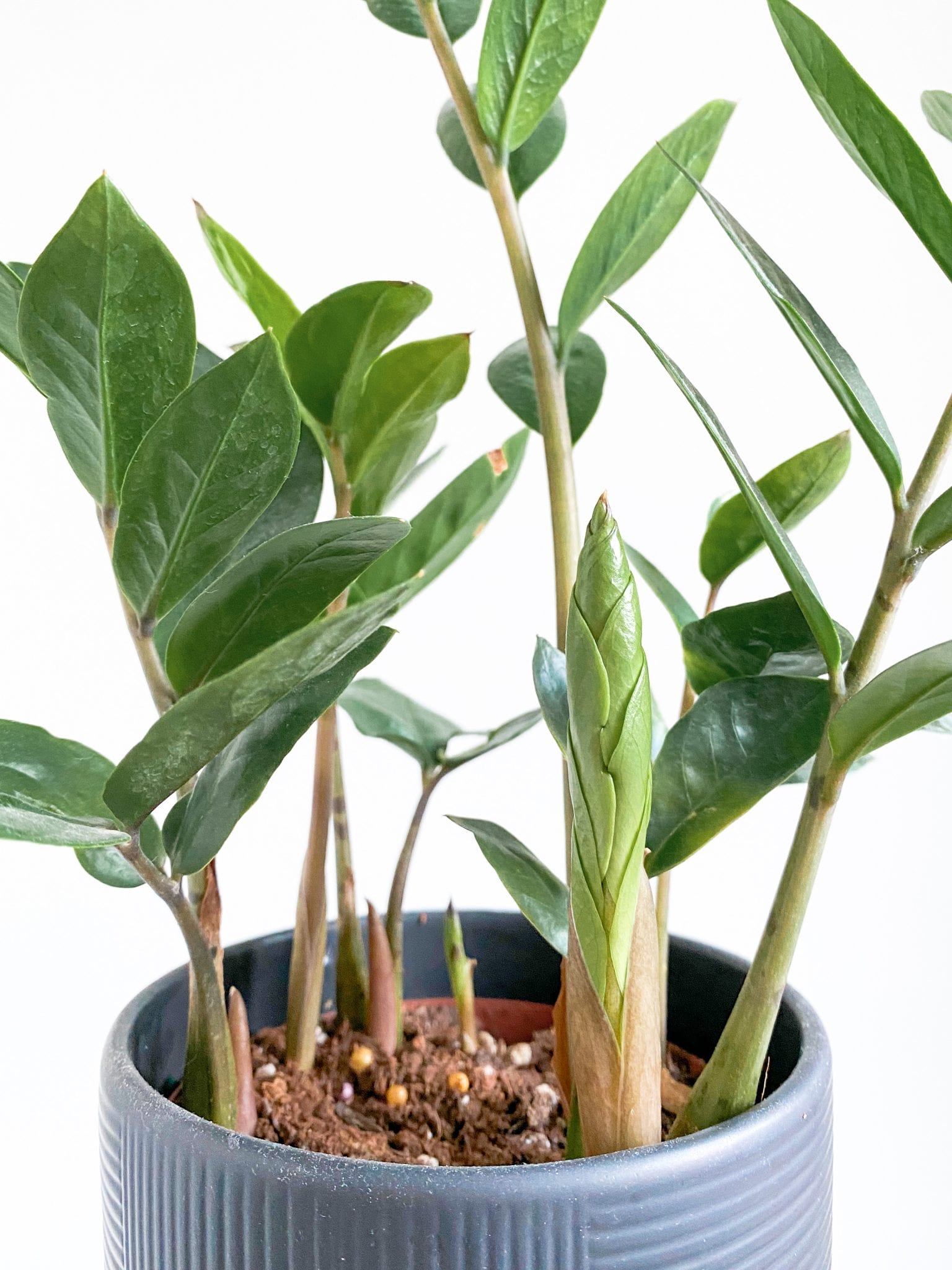 zz plant growing indoor beginner